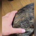 通りすがりの猫→飼い主に『お尻を掴まれた』次の瞬間…驚きの反応に2万3000…