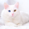 【獣医師監修】ターキッシュアンゴラは飼いやすい？猫種の性格や飼う前の…
