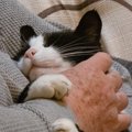 猫の飼い主になるなら…絶対不可欠な『4つの心構え』　命を預かる責任…