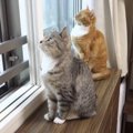 突然の豪雨！いつもと違う空模様に猫ちゃんたちは…？