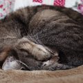 猫の『丸まり方』を見れば気持ちがわかる？3つの形ごとに異なる心理を…
