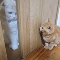 先住猫と鉢合わせてしまった新入り子猫→威嚇するかと思いきや……『予想外の…