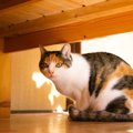 猫の『平均寿命』は品種で変わる？寿命に影響する要因や長生きの秘訣…