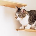 ディアウォールで自作できる５つの猫用品