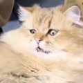 ブラッシングをしてもらっていた猫→『まさかの表情』に変化して…「絶…