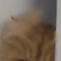 掃除業者が家にきた日、『人が苦手な猫』の様子を見たら…可愛すぎる仕草と…