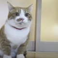 『怖い…！』遠くのユンボに怯える猫ちゃん