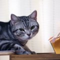 まさかの怒られ待ち！？いたずらしましたけど。なにか？な猫さん