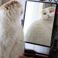 猫の『ダイエット』で絶対してはいけない危険行為4選