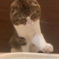 恐る恐る水遊びに挑戦する猫さん！