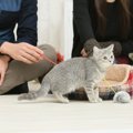 初めて猫ちゃんを迎える前に準備しておく事