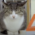 カレンダーに用はない猫ちゃん