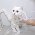 全身泡まみれ！ましゅまろ猫さんがわたあめ猫さんに大変身！