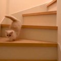 階段の上にいる赤ちゃん猫→先に降りた先輩猫が…思いやりにあふれた『…