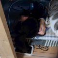 玄関に1人取り残されたと思ったら…『まさかの場所』に挟まり団欒する猫の…