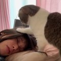 『起きてニャ！』早朝に飼い主さんを起こす猫くん。その理由とは…？