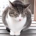 寒暖差を感じる猫ちゃん！ベランダとお部屋にいる時の違いとは？