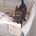 猫が赤ちゃんのことを『大切な家族』だと気がついた結果…あまりにも"…