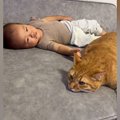 赤ちゃんのそばでくつろいでいた『お兄ちゃん猫』…ほっこりする光景が30万…