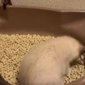 保護された子猫→『初めてのトイレ』に挑戦した結果…笑顔になる人が続…