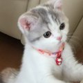 飼い主が愛猫に救われたなぁと思うこと５つ