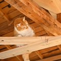 猫たちが遊べるように『空中回廊』をDIYした結果…クオリティの高さと可愛…