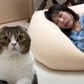 『全然起きないママ』→どうしても起こしたい猫が…賢すぎる『まさかの…