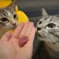 初！高級牛肉を前に猫ちゃんたちの反応は…？