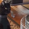 驚きの体勢でストーブの前にいた黒猫…本当に猫なのか疑いたくなる『まさか…