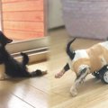 後ろ足が動かない子猫が路上に…保護され車椅子で歩く姿に涙！