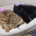 一緒にお昼寝♪仲良くなってきた2匹の猫さん