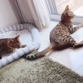 母猫に構ってほしくて…子猫がとった『猛アピール』の方法が可愛すぎる…