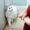 飼い主さんが猫ちゃんたちに口笛を吹き続けたら…リアクションにご注目！