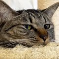 朝起きると寂しそうにしていた『甘えん坊猫』→撫でてあげると…愛おしすぎ…