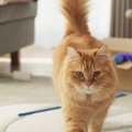 愛猫が『子猫モード』になっちゃうシーン3つ♡