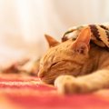 愛猫にやってはいけない『間違った寒さ対策』4選　洋服着せるのはあり…