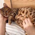 出産間近の猫さん♪大きなお腹で過ごす日