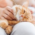 猫は膝に乗る人を選んでる！？ネコに選ばれる人の特徴とは