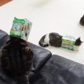 3匹の猫が『ビール箱』で遊んだ結果…まさかの姿に爆笑する人続出「笑…