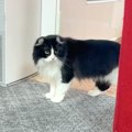 朝起きた猫→大好きなパパ猫が消えたことに気がついて…『胸がしめつけられ…