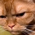 猫の『寝起きの表情』と『絶好調なときの表情』を比べてみた結果…想像…