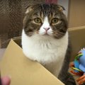 翻訳アプリで飼い主さんへの気持ちが判明した猫ちゃん