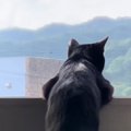 窓から外の景色を眺める黒猫…あまりにも人間味あふれる『後ろ姿』に笑…