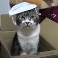 取り扱い注意？！猫ちゃんのマイホーム☆