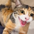 『絶対に抱っこしてほしい三毛猫』→あとをついてきて…『全力のかまってア…