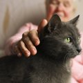 猫の『老衰』で起こる体の変化・兆候5つと対策