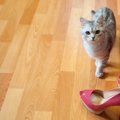 いつかは使ってみたい「ハイブランド」の猫用品4選