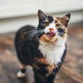 猫に『ちくわ』は危険？与えるときの5つの注意点