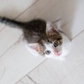 猫はどうして天井を見つめるの？２つの理由といくつかの仮説