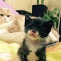手のひらサイズの白黒子猫を保護して『10年』育てた結果…愛にあふれた『成…
